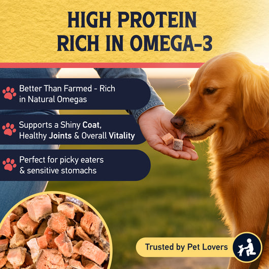 Golden retriever sniffing freeze-dried salmon cubes from a person's hand at sunset, with feature callouts highlighting natural omegas, coat and joint support, and suitability for picky eaters and sensitive stomachs